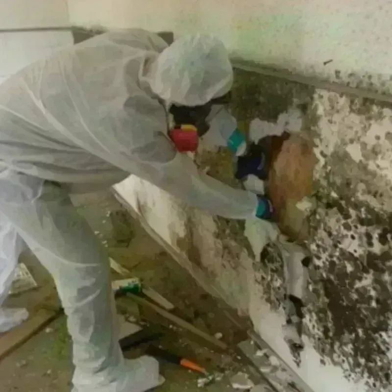 Mold Remediation and Removal in Stafford, CT